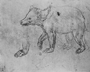 Studie van een Beer, ca. 1480, 1945