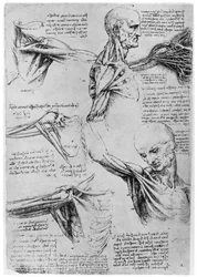 Studie van schoudergewrichten, 1510-1511 1954