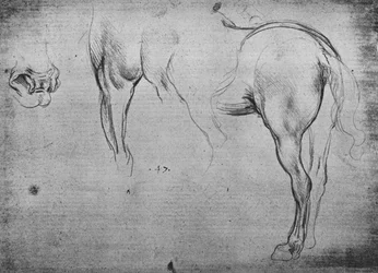 Drie schetsen van de achterkwartieren van een paard en een van zijn neusgaten