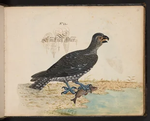 Een exacte natuurlijke beschrijving en afbeelding van de watervogels, vissen, viervoetige dieren, insecten en wormen, die in de wateren van Straatsburg worden gevonden, die ik zelf heb geschoten en behandeld. Leonard Baldner, visser en burger in Straatsbur