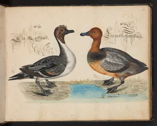 Een exacte natuurlijke beschrijving en afbeelding van de watervogels, vissen, viervoetige dieren, insecten en wormen, die in de wateren van Straatsburg worden gevonden, die ik zelf heb geschoten en behandeld. Leonard Baldner, visser en burger in Straatsbur