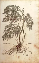 Asperge (Asparagus officinalis) door Leonhart Fuchs uit De historia stirpium commentarii insignes (Notable Commentaries on the History of Plants), gekleurde gravure
