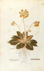 Sleutelbloem - Primula veris officinalis, gekleurde gravure uit De historia stirpium commentarii insignes
