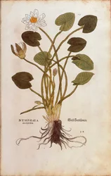 Europese Witte Waterlelie of Witte Lotus - Nymphaea alba (Nymphaea candida) door Leonhart Fuchs uit De historia stirpium commentarii insignes (Opmerkelijke Commentaren op de Geschiedenis van Planten), gekleurde gravure