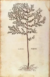 Europese lariks - Larix decidua, gekleurde gravure uit De historia stirpium commentarii insignes