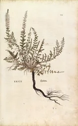 Heide - Calluna vulgaris uit De historia stirpium commentarii insignes (Opmerkelijke commentaren over de geschiedenis van planten), gekleurde gravure
