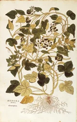 Klimop (Hedera helix nigra aurea) uit De historia stirpium commentarii insignes (Opmerkelijke commentaren over de geschiedenis van planten), gekleurde gravure