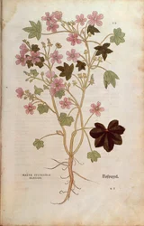 Kaasjeskruid (Malva sylvestris elatior) door Leonhart Fuchs uit De historia stirpium commentarii insignes (Notable Commentaries on the History of Plants), gekleurde gravure