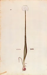 Ui (Allium cepa) door Leonhart Fuchs uit De historia stirpium commentarii insignes