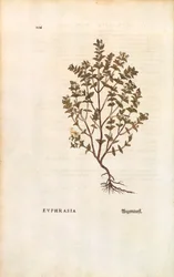 Rode Oogentroost (Euphrasia officinalis) door Leonhart Fuchs uit De historia stirpium commentarii insignes (Notable Commentaries on the History of Plants), gekleurde gravure