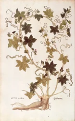 Rode bryonie - Bryonia dioica uit De historia stirpium commentarii insignes (Opmerkelijke commentaren over de geschiedenis van planten), gekleurde gravure