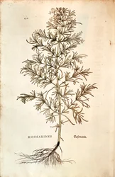 Rozemarijn (Rosmarinus Officinalis)