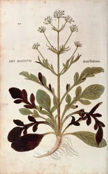 Valeriaan (Valeriana officinalis) door Leonhart Fuchs uit De historia stirpium commentarii insignes (Opmerkelijke commentaren over de geschiedenis van planten), gekleurde gravure