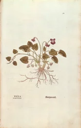 Viooltje door Leonhart Fuchs uit De historia stirpium commentarii insignes, gekleurde gravure
