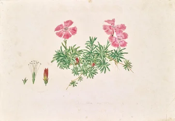 Alpenanjer (Dianthus alpinus)