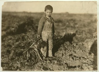 6-jarige Jo die suikerbieten trekt op een boerderij bij Sterling, Colorado, 1915