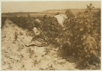 Een zesjarig Pools meisje dat de hele dag bessen plukt met haar familie (Scholtz) in Rock Creek bij Baltimore, Maryland, 1909