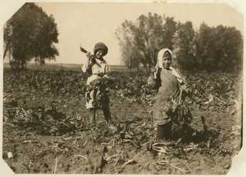 Amelia en Mary Luft, 9 en 12, snijden suikerbieten op een boerderij nabij Sterling, Colorado, 1915