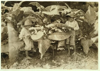 Amos 6 en Horace 4 wormen en zuigen tabaksplanten de hele dag voor hun vader John Neal in Warren County, Albaton, Kentucky, 1916