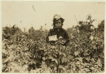 Annie Bissie plukt bessen in de velden bij Baltimore, Maryland, 1909