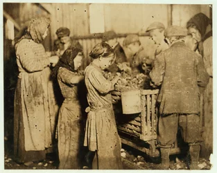 Schillers van ongeveer 10 jaar oud die oesters openen in de Varn und Platt Canning Company, Younges Island, South Carolina, 1913
