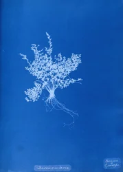 Cyanotype van een Britse varen