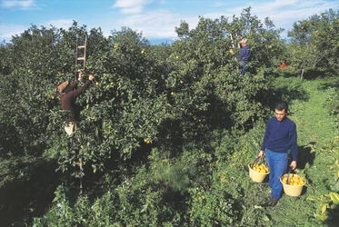 Bergamot oogsten, Calabrië, Italië (foto)