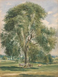 Een grote boom in een zomers landschap, een paard staat aan de voet