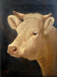Kop van een koe