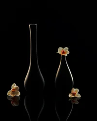 Elegante orchideeënreflecties