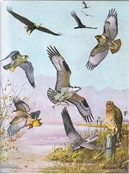 Amerikaanse zeearend, roodkopgier, oostelijke roodstaartbuizerd, slechtvalk, Amerikaanse visarend, blauwe kiekendief