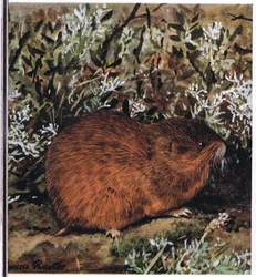 Bruine lemming, een gedrongen knaagdier dat in een honingraat van tunnels leeft