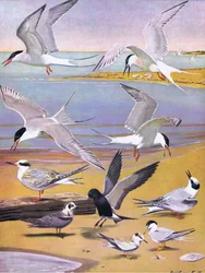 Illustratie uit The Natural History of American Birds of Eastern and Central North America, uitgegeven door Bramhall House c.1970