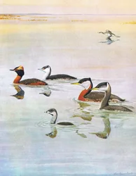 Illustratie uit The Natural History of American Birds of Eastern and Central North America, uitgegeven door Bramhall House ca. 1970