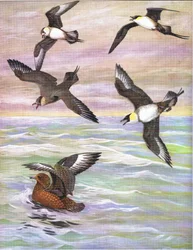Illustratie uit De Natuurlijke Geschiedenis van Amerikaanse Vogels van Oost- en Centraal Noord-Amerika uitgegeven door Bramhall House ca. 1970
