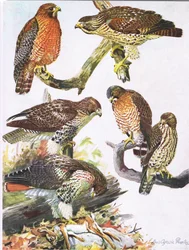 Noordelijke roodschouderbuizerd, oostelijke roodstaartbuizerd, breedvleugelbuizerd
