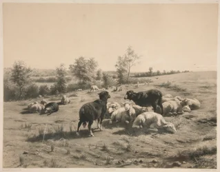 De schapen