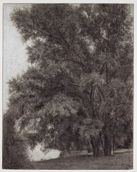 Boomgroep in het paleispark van Kleinheubach