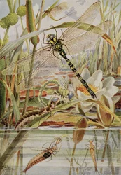 Libelle en eendagsvlieg, illustratie uit 