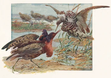 Ruffs en Reeves, ca. 1910, 1911