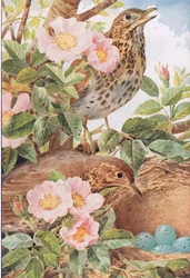 Zanglijsters met nest, illustratie uit 