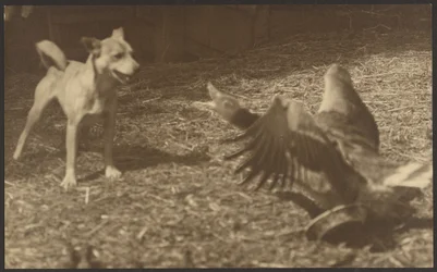 [Boze vogel en hond].
