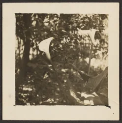 [Calla Lilies].