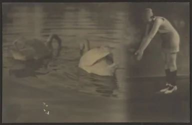[Composiet van Zwanen en Duiker].