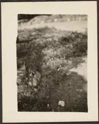 [Eend in Landschap]