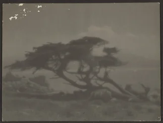 [Landschap met cipres].