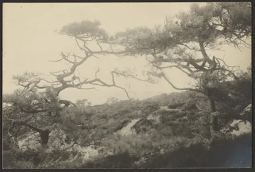 Landschap met knoestige bomen