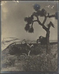 De woestijnwind