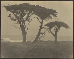 [Bomen langs de kust]
