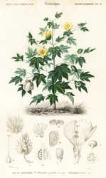 Katoenplant, Gossypium barbadense (gravure)